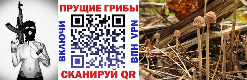 Псилоцибиновые грибы GOLDEN TEACHER  Купить где  Карабаново 