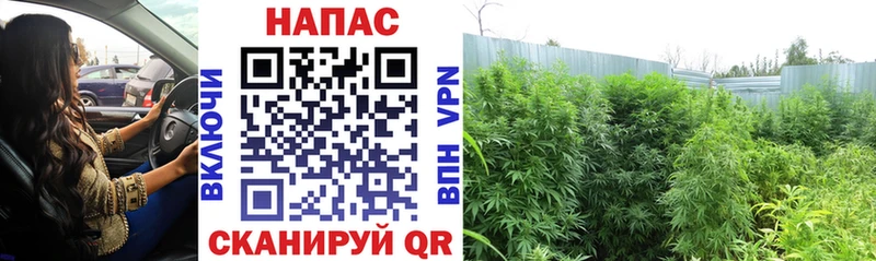 Шишки марихуана Ganja Карабаново